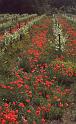 France 99 Poppies Vines